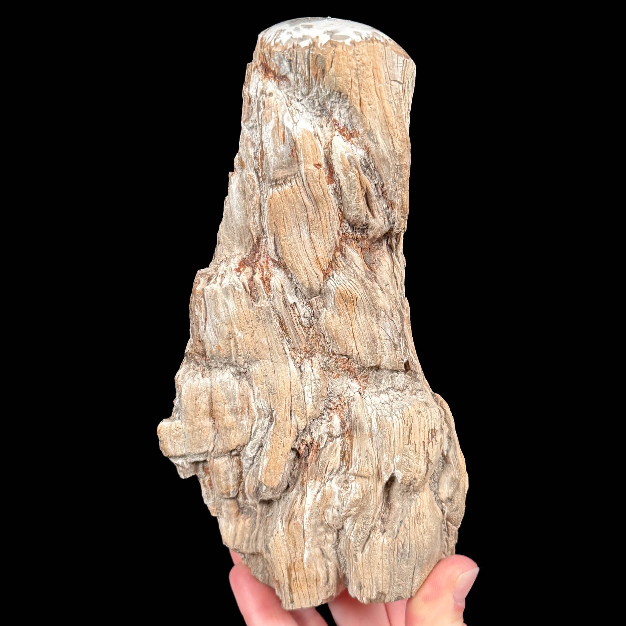 Petrified Wood tree branch from Madagascar