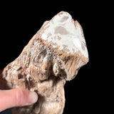 Close up of polished end of petrified tree branch