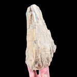 Petrified wood tree branch - Madagascar