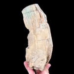 Petrified tree branch from Madagascar