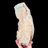 Petrified tree branch from Madagascar