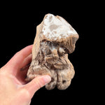 Close up of polished edge of petrified wood tree branch from Madagascar
