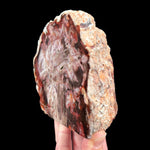 Side view of Petrified Wood specimen from California