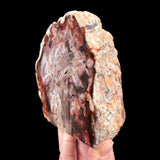 Side view of Petrified Wood specimen from California