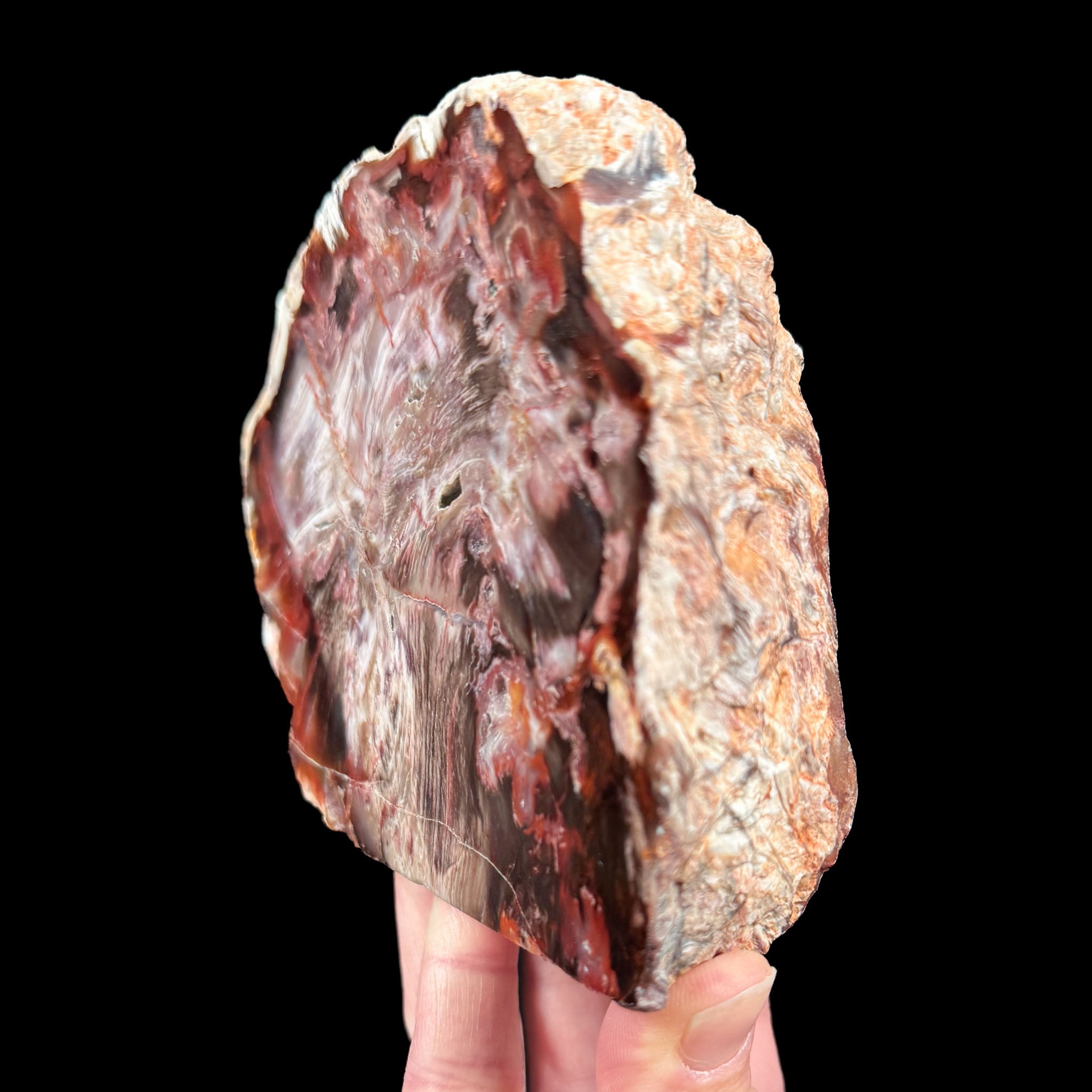 Side view of Petrified Wood specimen from California