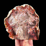 Petrified Wood from Boron, California