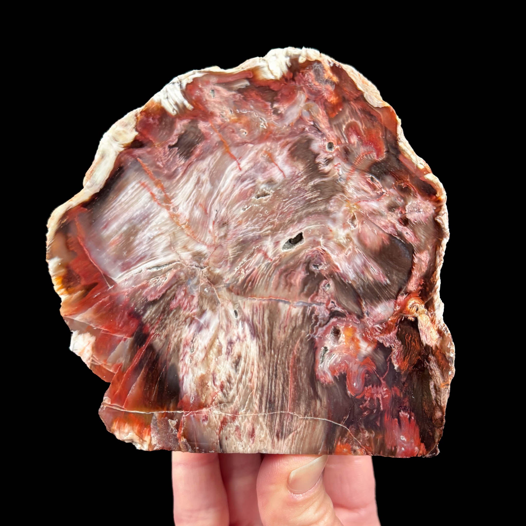 Petrified Wood from Boron, California