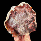Red Petrified Wood from California