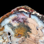 Close up details of Hubbard Basin Petrified Wood Slice
