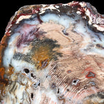 Close up detail of Hubbard Basin Nevada Petrified Wood Slice