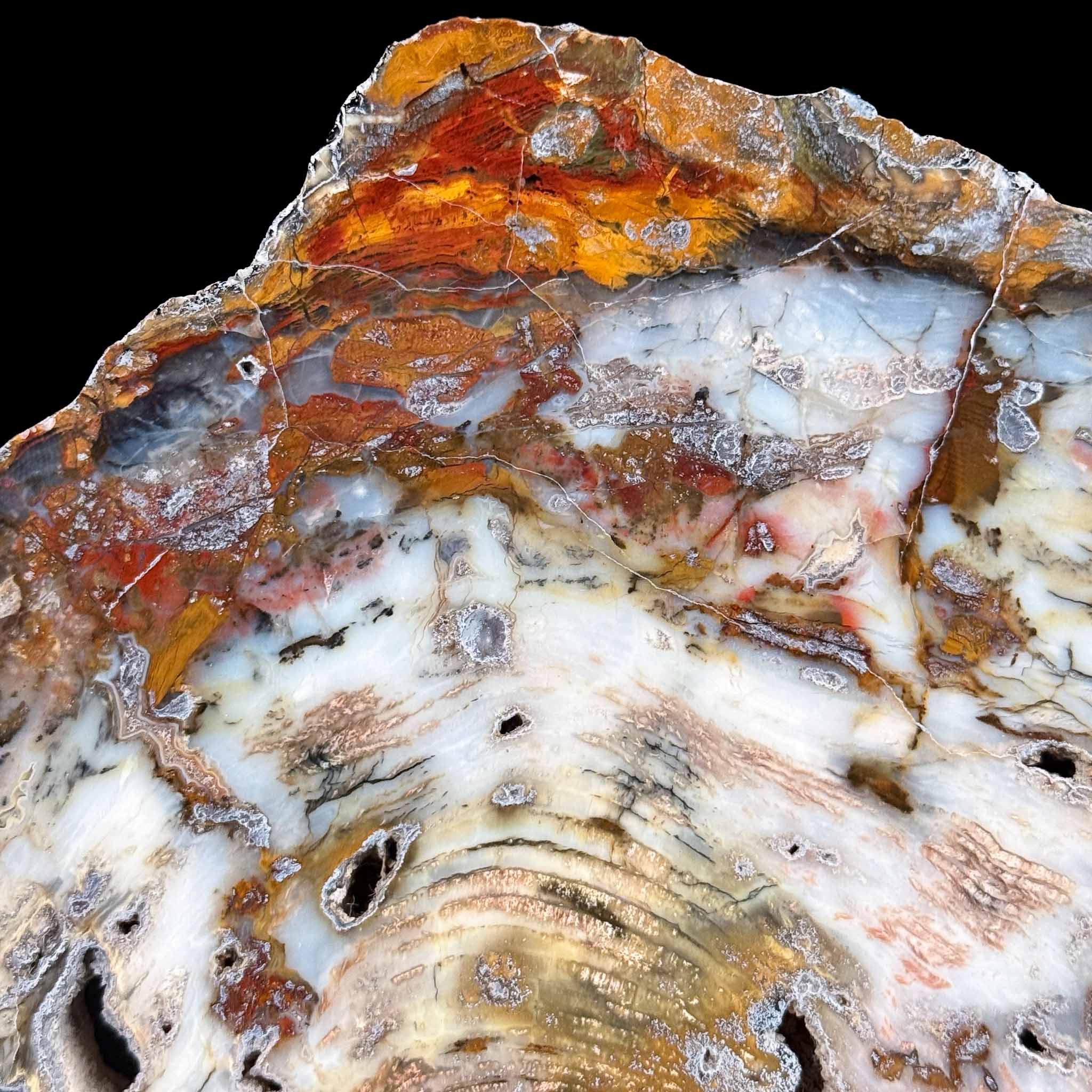 Close up details of Hubbard Basin, NV Petrified Wood Slab
