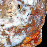 Close up details of red and orange banding in Hubbard Basin Petrified Wood Slice