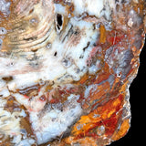 Close up details of red and orange banding in Hubbard Basin Petrified Wood Slice