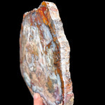 Side view of Hubbard Basin, Nevada Petrified Wood Slab