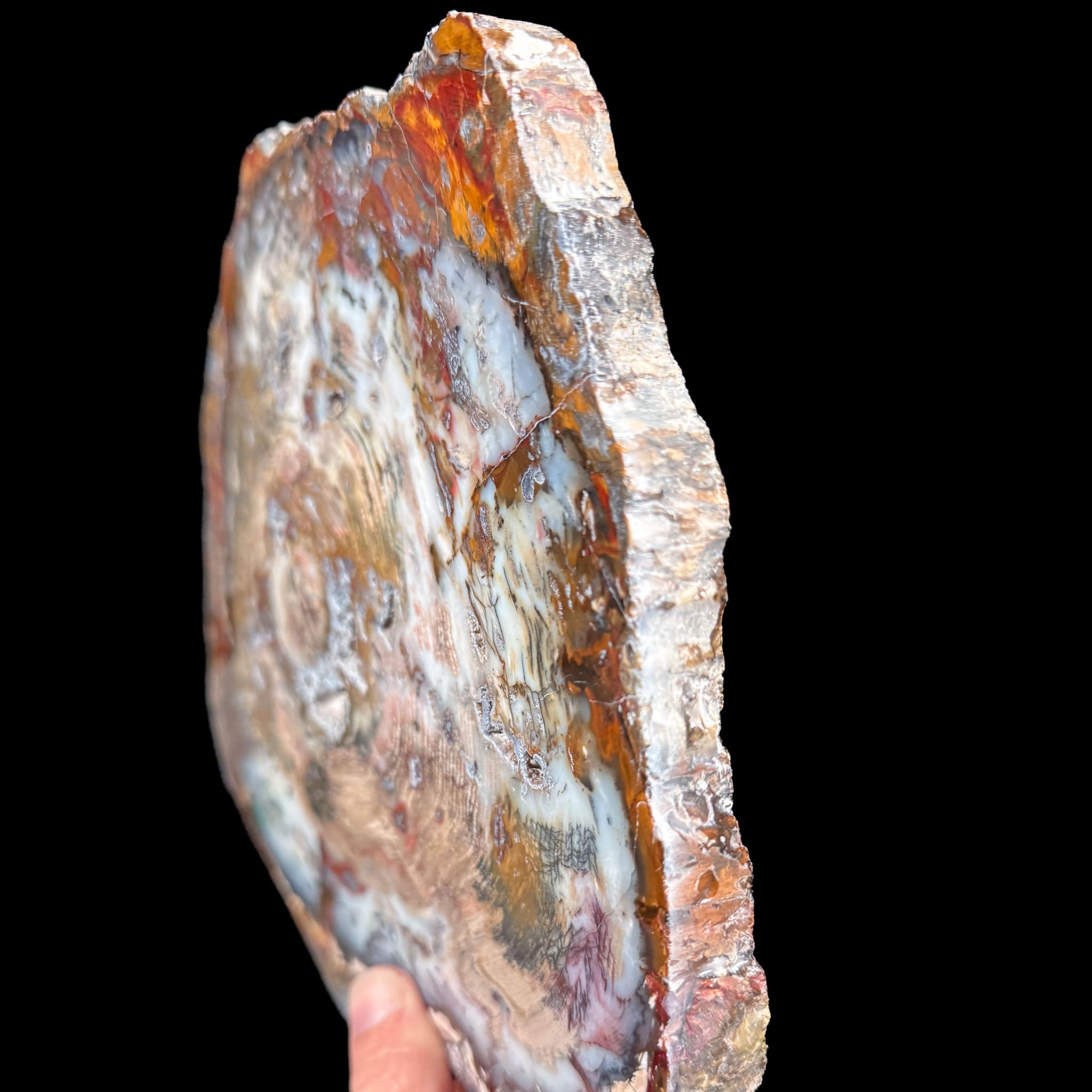 Side view of Hubbard Basin, Nevada Petrified Wood Slab