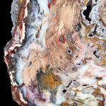 Close up details of Hubbard Basin, NV Petrified Wood Slab