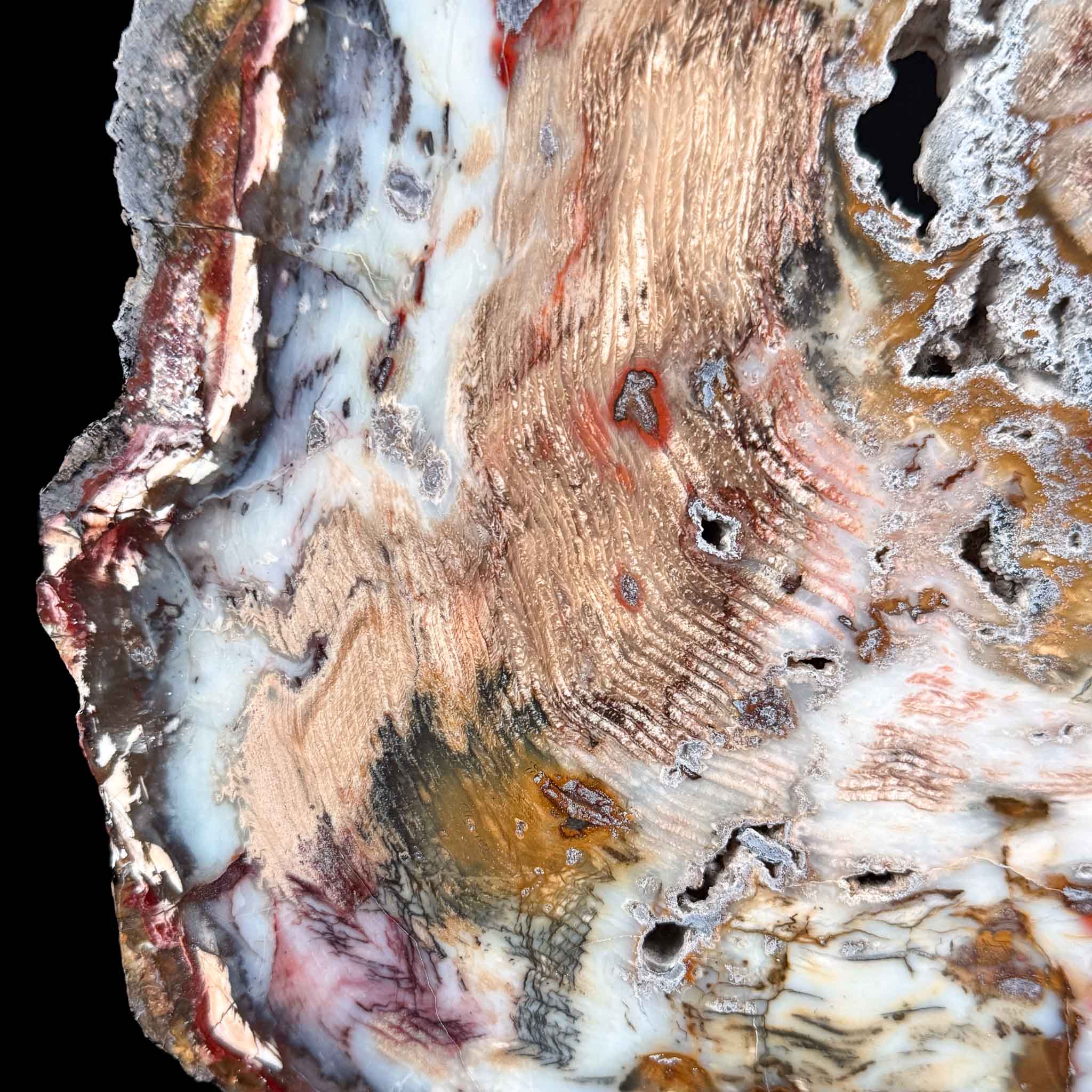 Close up details of Hubbard Basin, NV Petrified Wood Slab