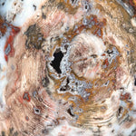 Hubbard Basin Petrified Wood Slice close up detail
