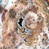Hubbard Basin Petrified Wood Slice close up detail