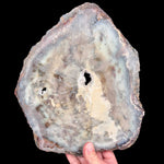 Reverse side of Petrified Wood slice displaying thin fiberglass coating for stability