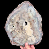 Reverse side of Petrified Wood slice displaying thin fiberglass coating for stability