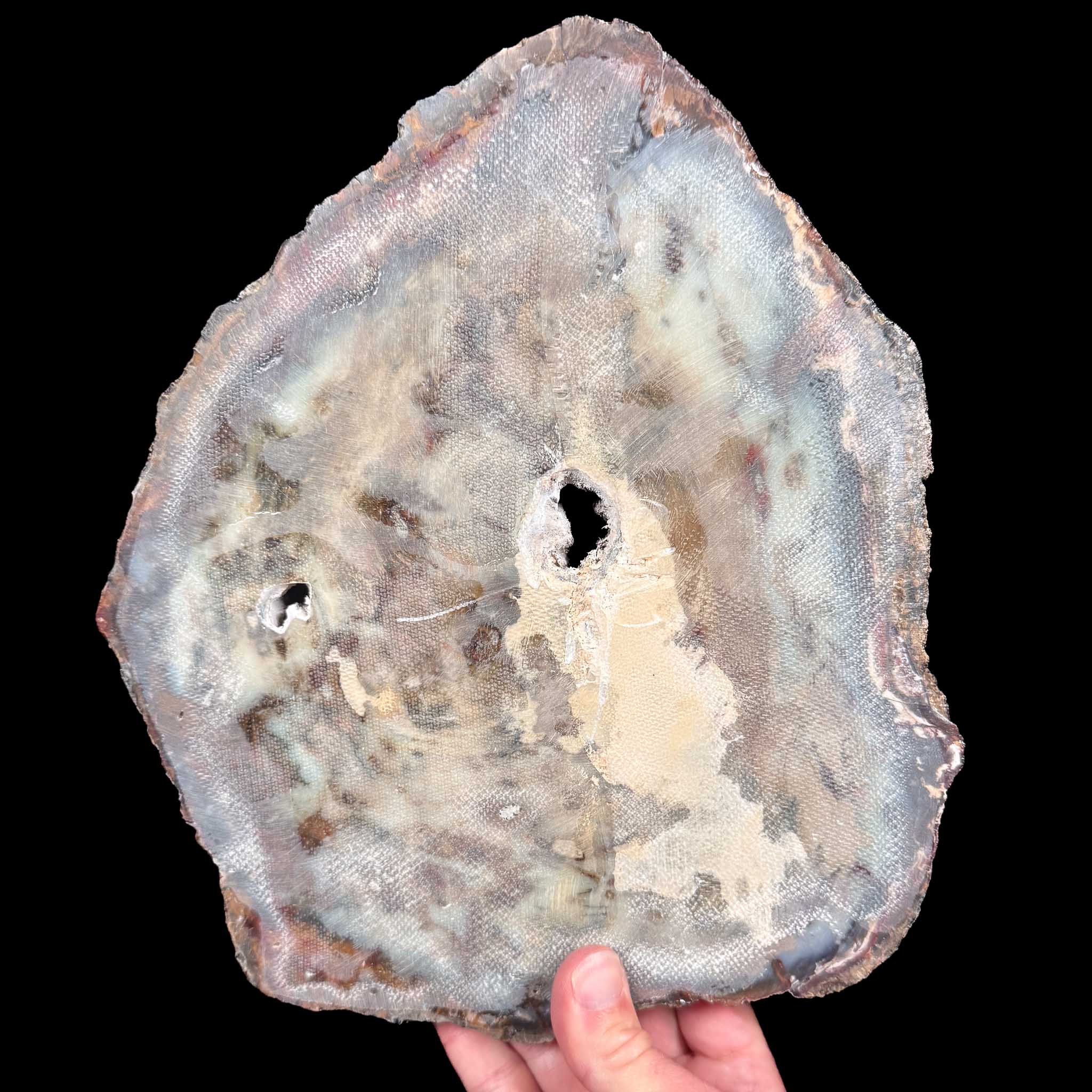 Reverse side of Petrified Wood slice displaying thin fiberglass coating for stability