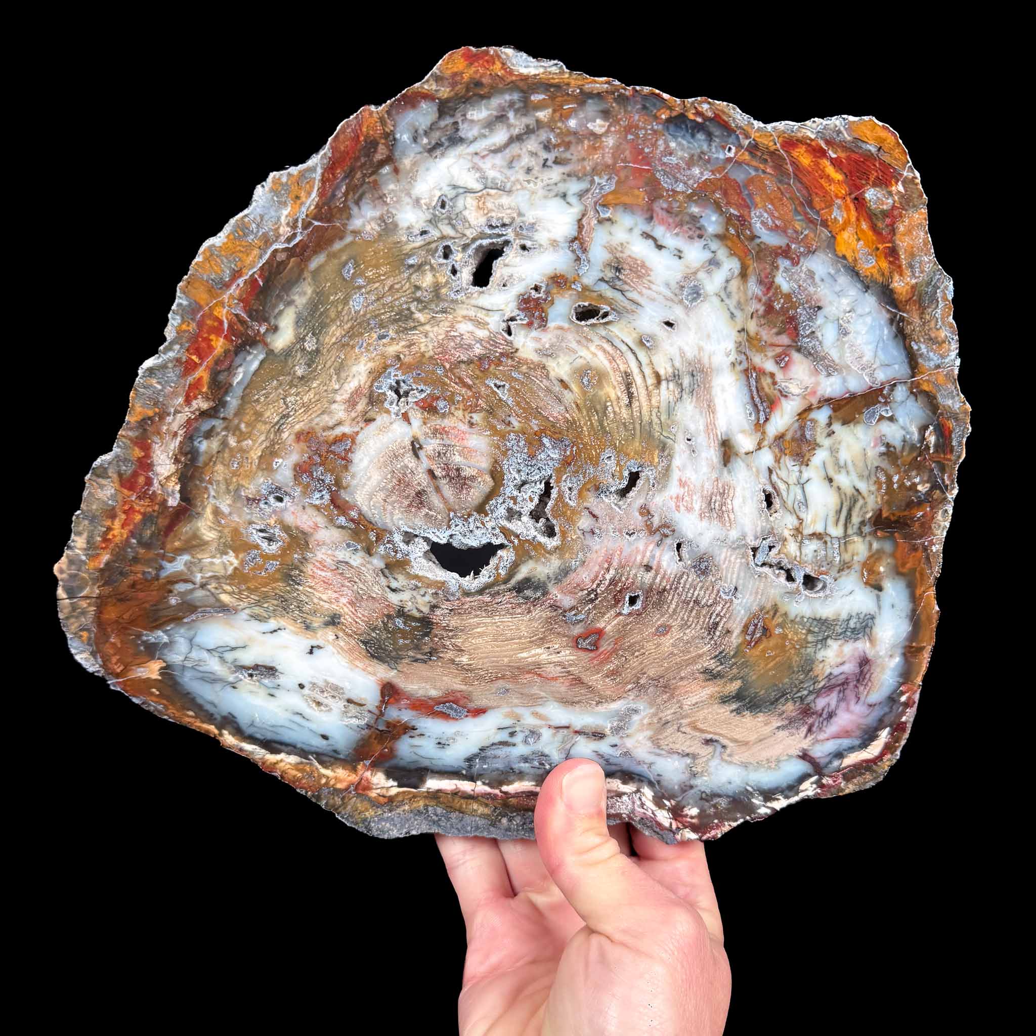 Hubbard Basin Nevada Petrified Wood Slab