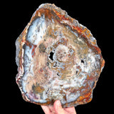 Petrified Wood Slice from Hubbard Basin, Nevada, USA