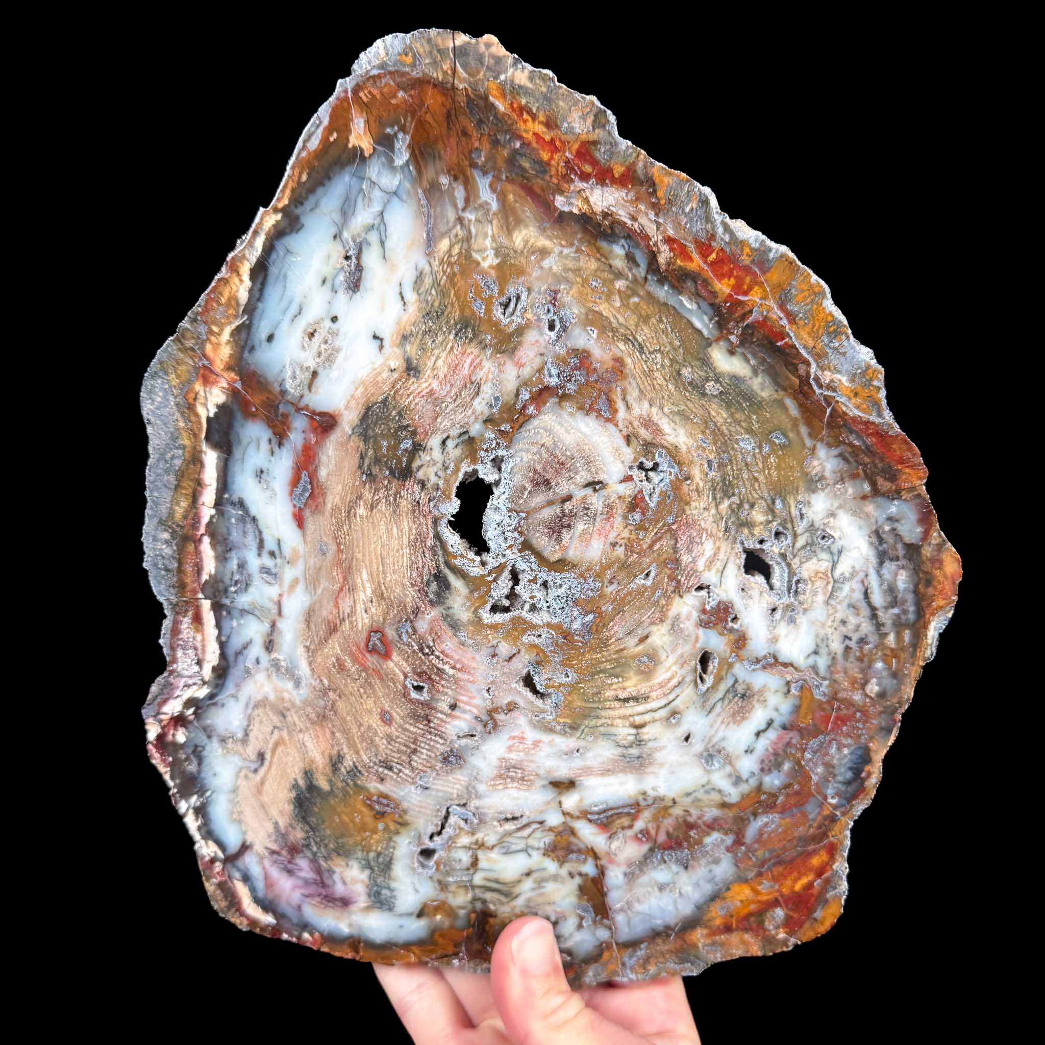 Petrified Wood Slice from Hubbard Basin, Nevada, USA