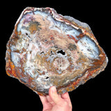 Petrified Wood from Hubbard Basin, Nevada