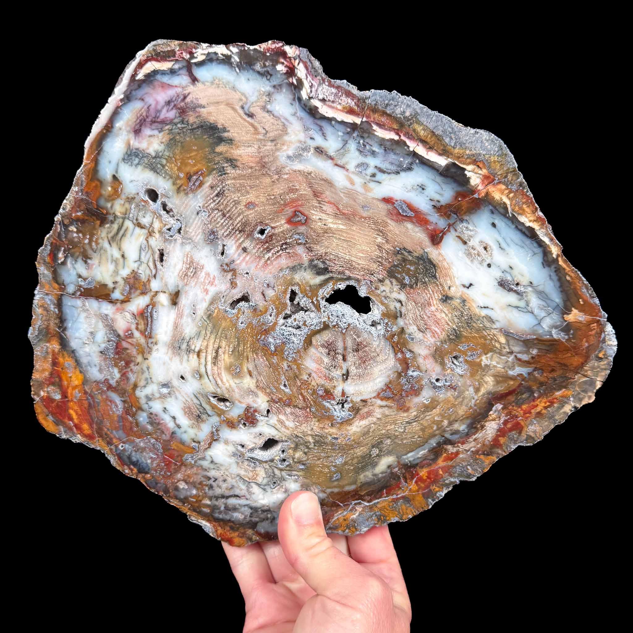 Petrified Wood from Hubbard Basin, Nevada