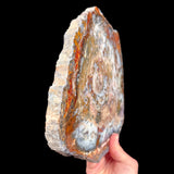 Side view of Hubbard Basin, Nevada Petrified Wood slice