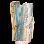 Petrified Bogwood, Gary Green Wood from Oregon