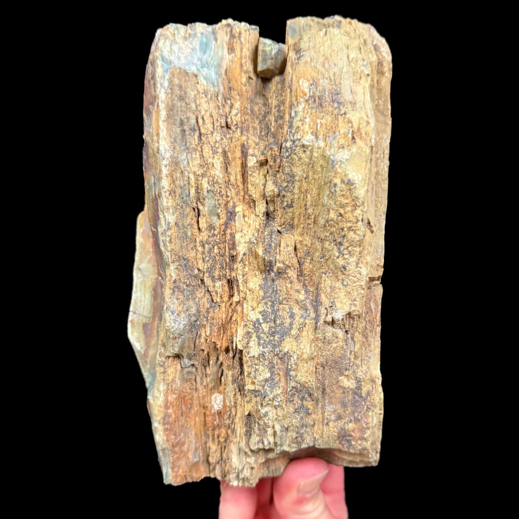 Exterior of Petrified Bogwood