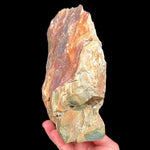 Side view of Petrified Bogwood from Oregon