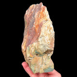 Side view of Petrified Bogwood from Oregon