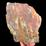 Exterior of Petrified Bogwood from Oregon