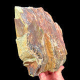 Exterior of Petrified Bogwood from Oregon