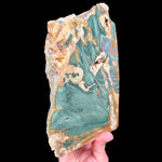 Side View of Petrified Bogwood from Oregon