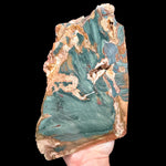 Side View of Petrified Gary Green Wood from Oregon
