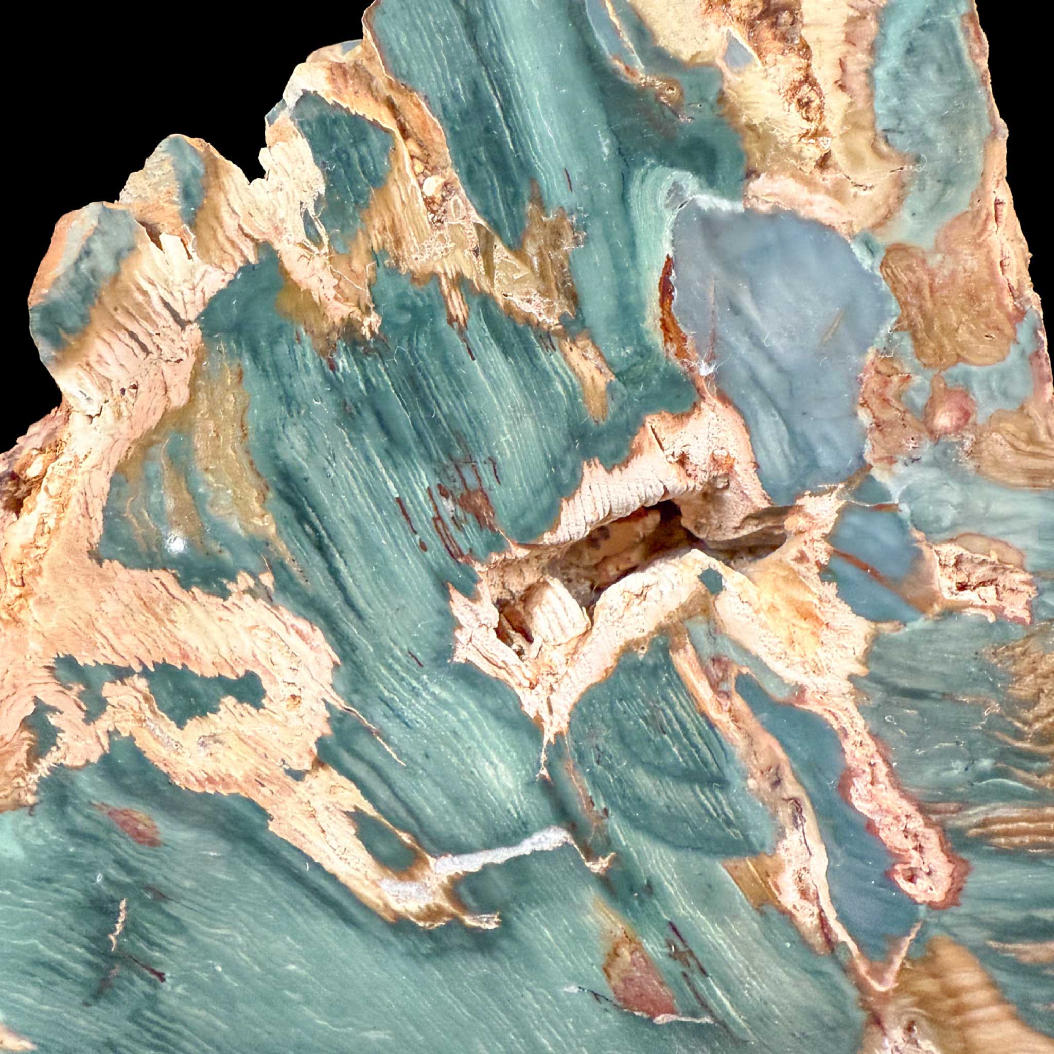 Close up of Petrified Bogwood from Oregon