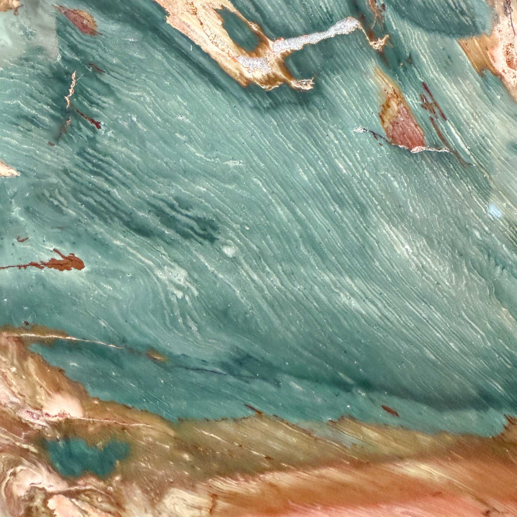 Close up of Petrified Bogwood From Oregon