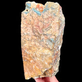 Exterior Side view of Petrified Gary Green Wood from Oregon