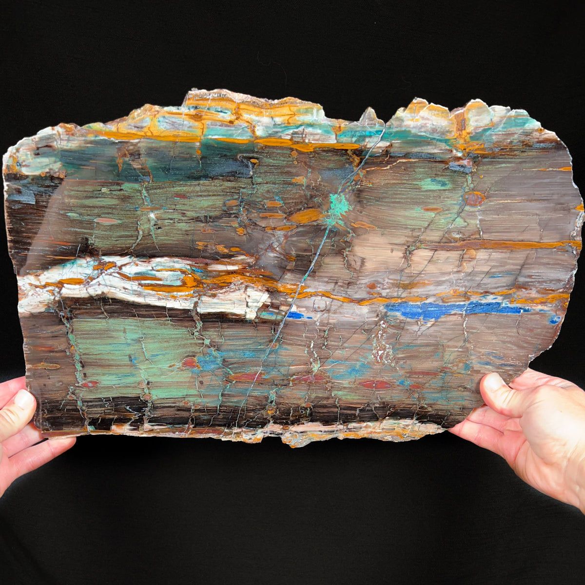 Extra Large Petrified Wood Slab from Turkey with Copper Mineral Inclusions