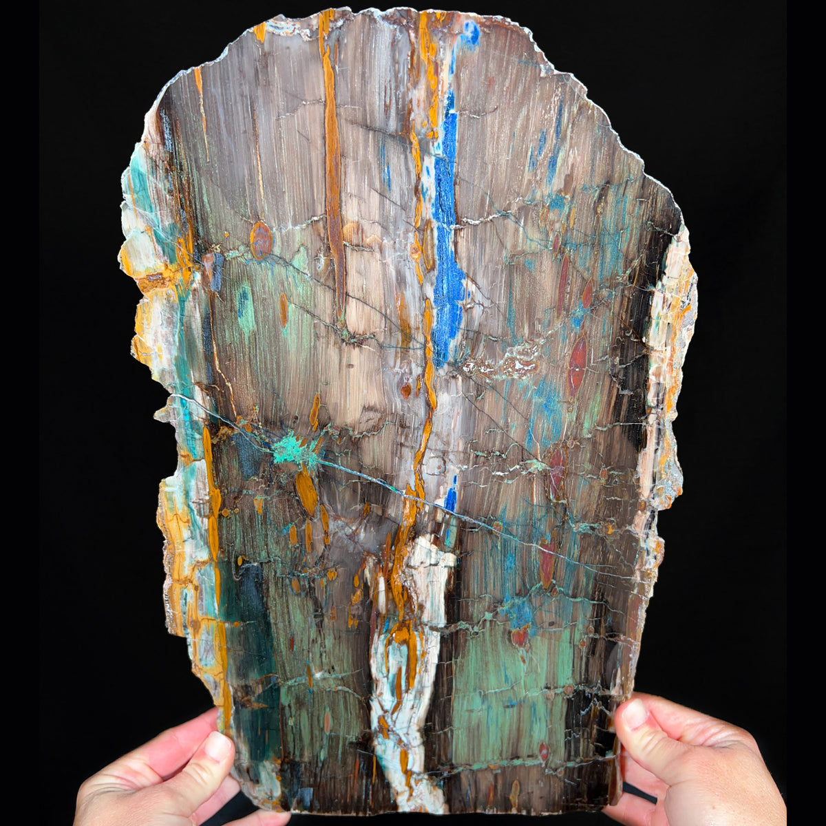 Large Petrified Colla Wood Slab