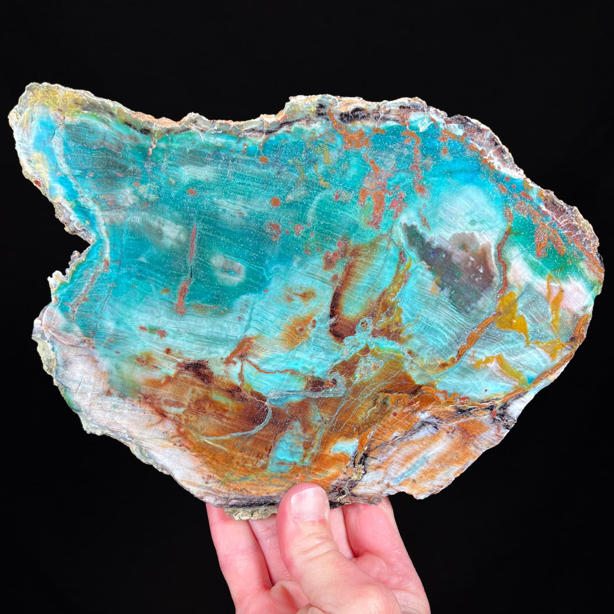 Petrified Wood with Chrysocolla mineralization from Turkey