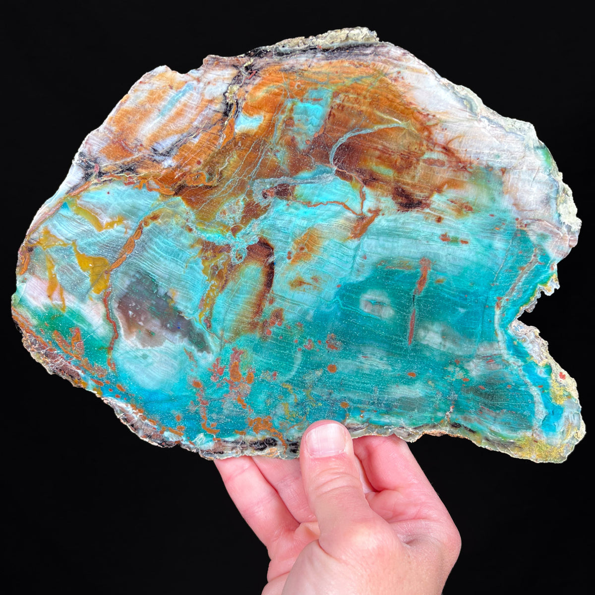 Chrysocolla Petrified Wood from Turkey