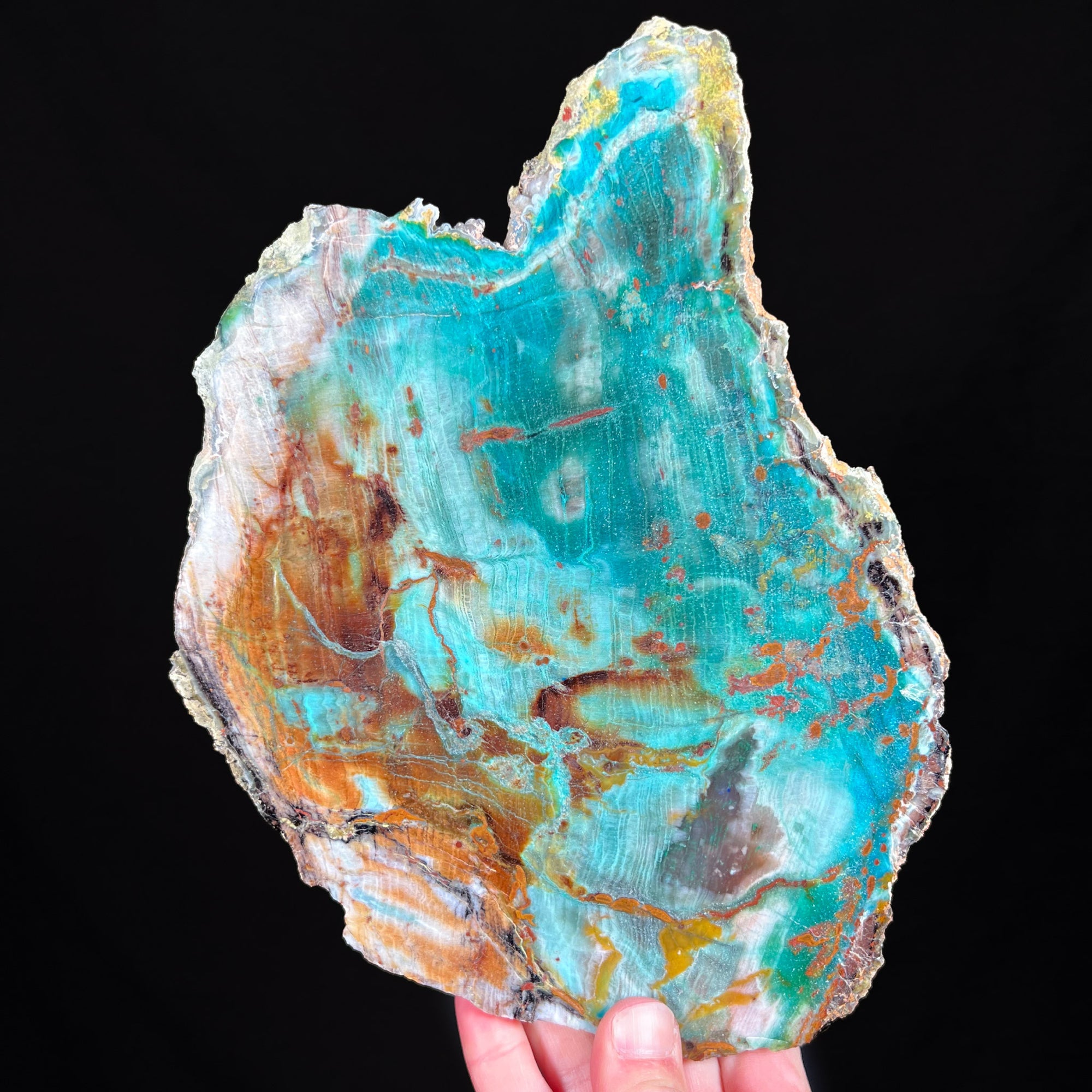 Petrified Wood with Chrysocolla mineralization from Turkey