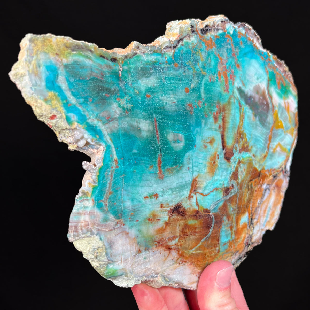 Side view Petrified Colla Wood