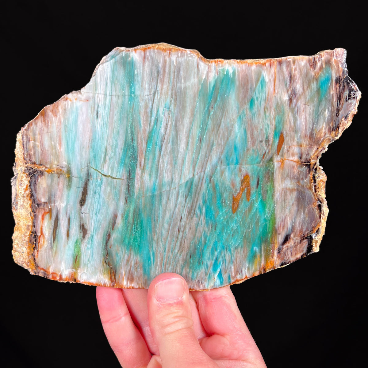 Petrified Wood from Turkey Blue